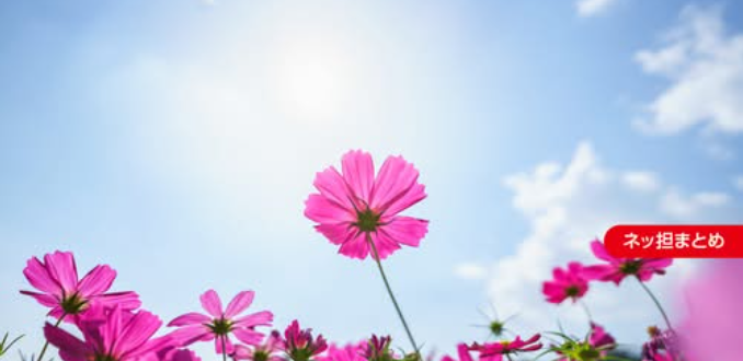 GoogleはWebの花を咲かせる太陽？ それとも破壊神？ 今、検索を取り巻く状況とは【ネッ担まとめ】