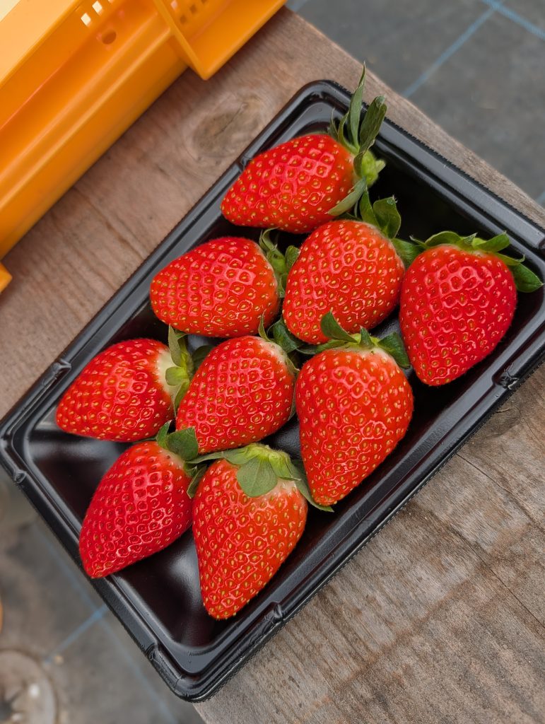 奈良の名産のいちご「古都華」